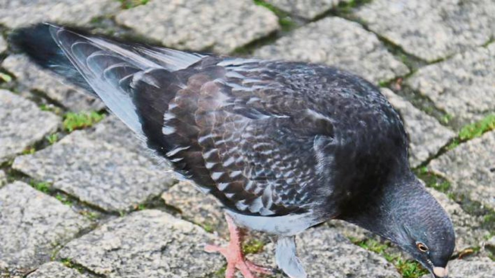Kleine Ursache, schlimme Wirkung: Der Fuß dieser Vaihinger Taube ist von einer vermutlich achtlos weggeworfenen Schnur umwickelt und dauerhaft geschädigt. Tierheimmitarbeiter haben schon Versuche gestartet, dem Tierchen zu helfen, was aber gar nicht so einfach ist. Foto: Rücker Kleine Ursache, schlimme Wirkung: Der Fuß dieser Vaihinger Taube ist von einer vermutlich achtlos weggeworfenen Schnur umwickelt und dauerhaft geschädigt. Tierheimmitarbeiter haben schon Versuche gestartet, dem Tierchen zu helfen, was aber gar nicht so einfach ist. Foto: Rücker