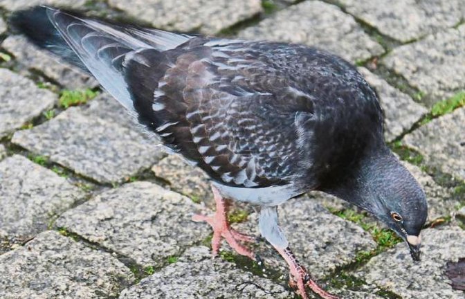 Kleine Ursache, schlimme Wirkung: Der Fuß dieser Vaihinger Taube ist von einer vermutlich achtlos weggeworfenen Schnur umwickelt und dauerhaft geschädigt. Tierheimmitarbeiter haben schon Versuche gestartet, dem Tierchen zu helfen, was aber gar nicht so einfach ist. Foto: Rücker