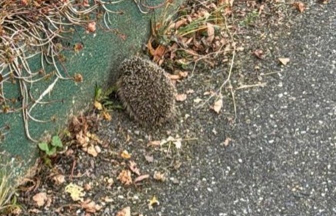 Kaum vom Asphalt zu unterscheiden kauert der Igel, den Mareen Bartsch in Kleinglattbach rettete, am Straßenrand. <span class='image-autor'>Fotos: p</span>