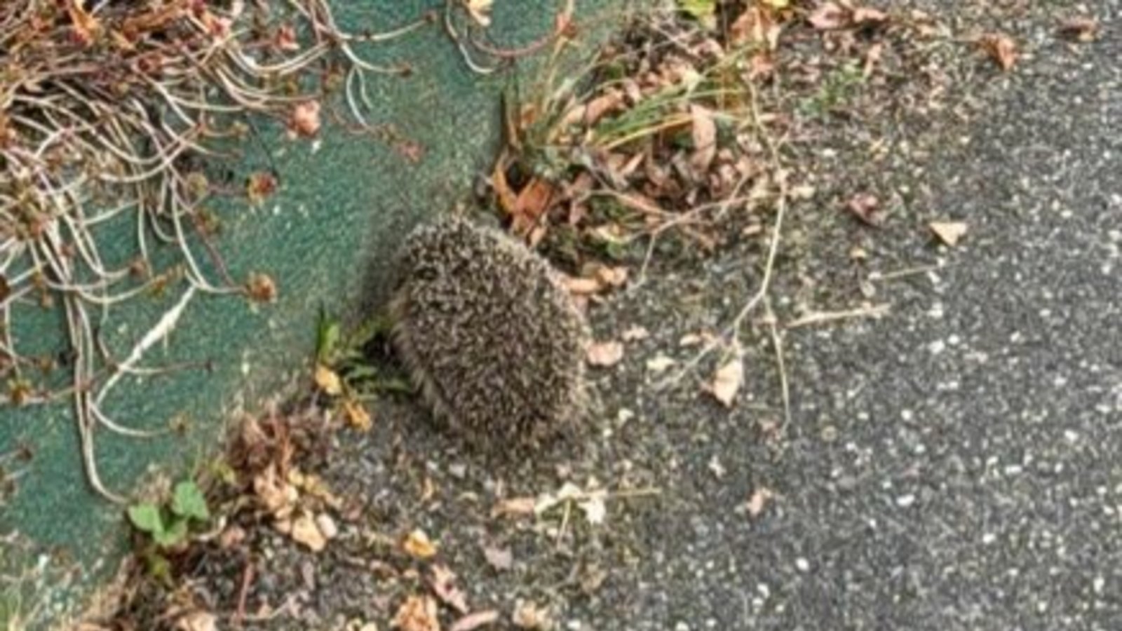 Kaum vom Asphalt zu unterscheiden kauert der Igel, den Mareen Bartsch in Kleinglattbach rettete, am Straßenrand. Fotos: p