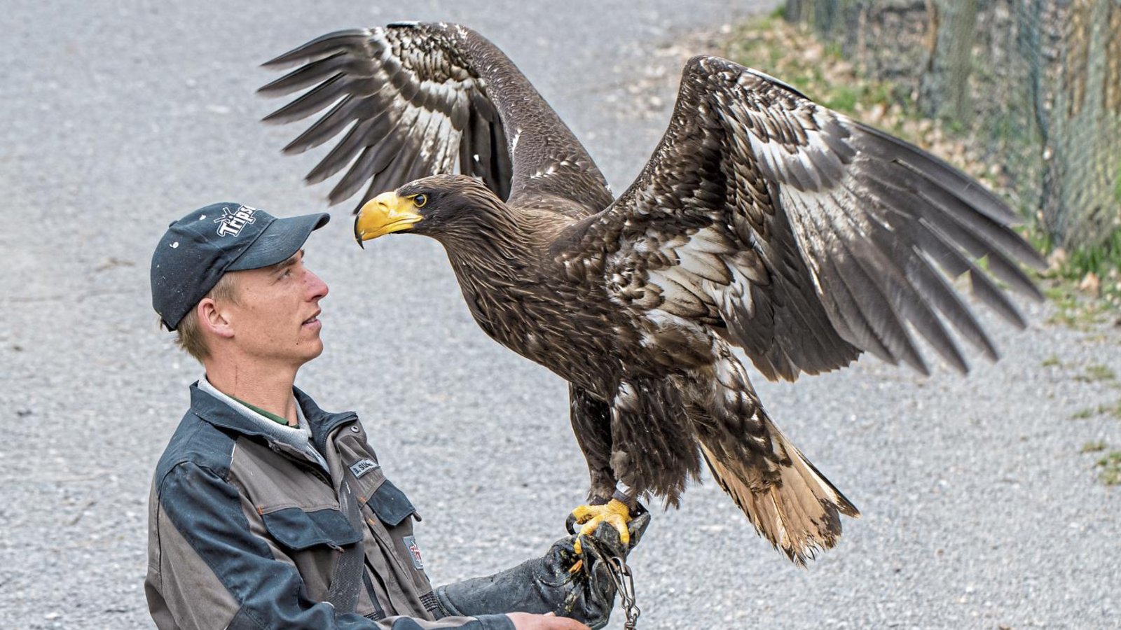 Das Wildparadies ist aufgrund der 7-Tage-Inzidenz im Landkreis Heilbronn ebenfalls geschlossen. Tierpfleger und Falkner kümmern sich täglich um Pflege und Training ihrer Schützlinge. Fotos: p Das Wildparadies ist aufgrund der 7-Tage-Inzidenz im Landkreis Heilbronn ebenfalls geschlossen. Tierpfleger und Falkner kümmern sich täglich um Pflege und Training ihrer Schützlinge. Fotos: p
