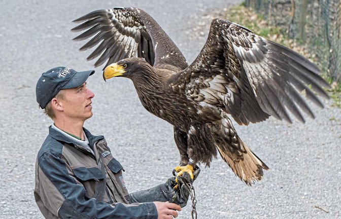 Das Wildparadies ist aufgrund der 7-Tage-Inzidenz im Landkreis Heilbronn ebenfalls geschlossen. Tierpfleger und Falkner kümmern sich täglich um Pflege und Training ihrer Schützlinge.  Fotos: p