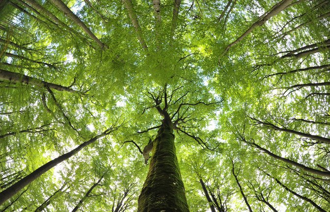 Rotbuchen – hier ein Exemplar im Sommer – sind  anfällig für Spätfrost.<span class='image-autor'>Foto: dpa/
David Ebner</span>