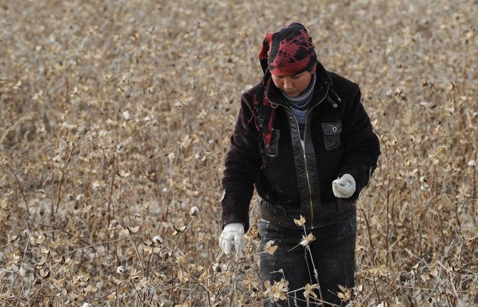 Eine Uigurin erntet Baumwolle in der chinesischen Provinz Xinjiang. In der Region sind zahlreiche Fälle staatlicher Zwangsarbeit dokumentiert (Symbolbild).<span class='image-autor'>Foto: //Joerg Boethling</span>