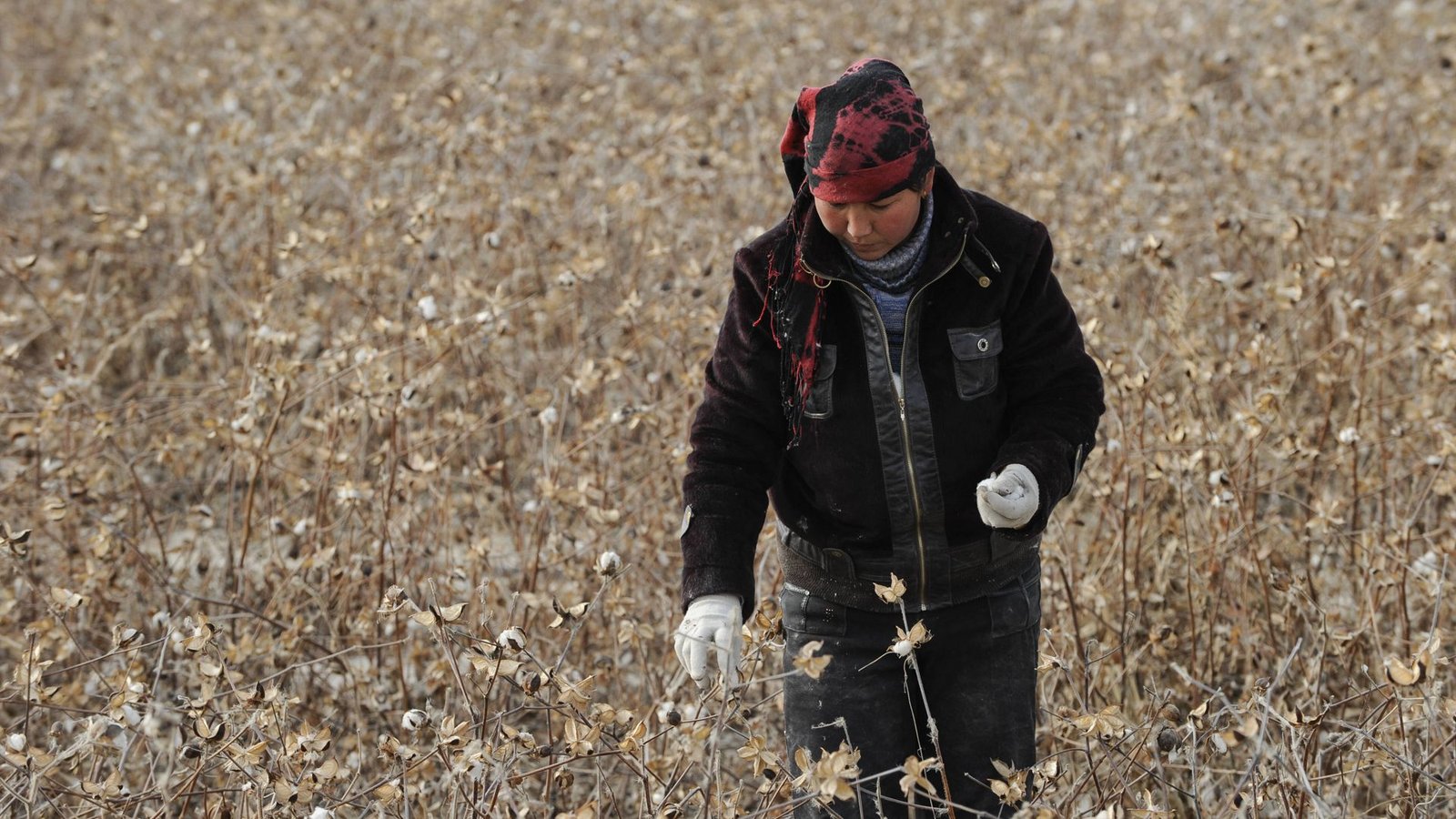 Eine Uigurin erntet Baumwolle in der chinesischen Provinz Xinjiang. In der Region sind zahlreiche Fälle staatlicher Zwangsarbeit dokumentiert (Symbolbild).Foto: //Joerg Boethling Eine Uigurin erntet Baumwolle in der chinesischen Provinz Xinjiang. In der Region sind zahlreiche Fälle staatlicher Zwangsarbeit dokumentiert (Symbolbild).Foto: //Joerg Boethling