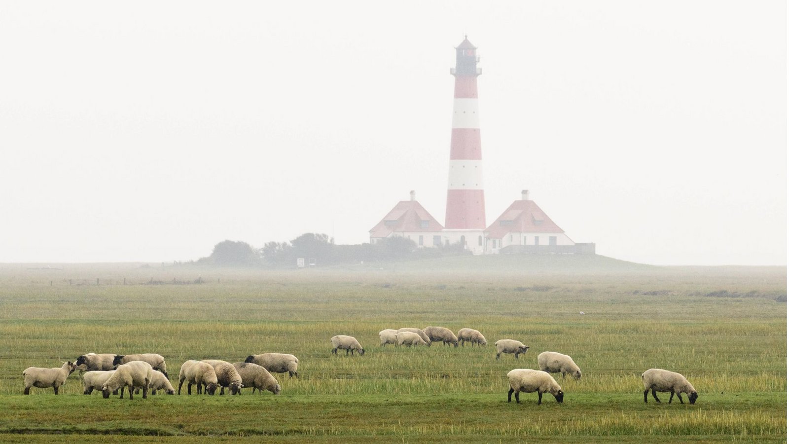 Schafe grasen vor dem nebelverhangenen Leuchtturm Westerheversand auf der Halbinsel Eiderstedt im Nationalpark Schleswig-Holsteinisches Wattenmeer.Foto: Imago/Imagebroker Schafe grasen vor dem nebelverhangenen Leuchtturm Westerheversand auf der Halbinsel Eiderstedt im Nationalpark Schleswig-Holsteinisches Wattenmeer.Foto: Imago/Imagebroker