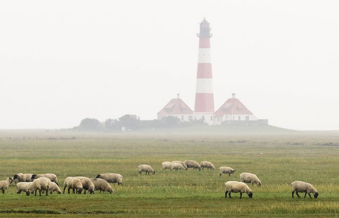 Schafe grasen vor dem  nebelverhangenen Leuchtturm Westerheversand auf der Halbinsel Eiderstedt im Nationalpark Schleswig-Holsteinisches Wattenmeer.<span class='image-autor'>Foto: Imago/Imagebroker</span>