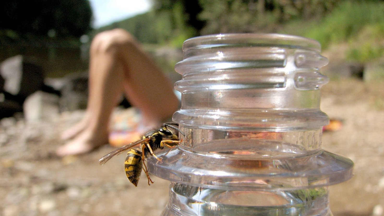 Zum Schutz vor Wespen sollten Süßgetränke  im Freien nie offengelassen werden.Foto: /mago/Joker
