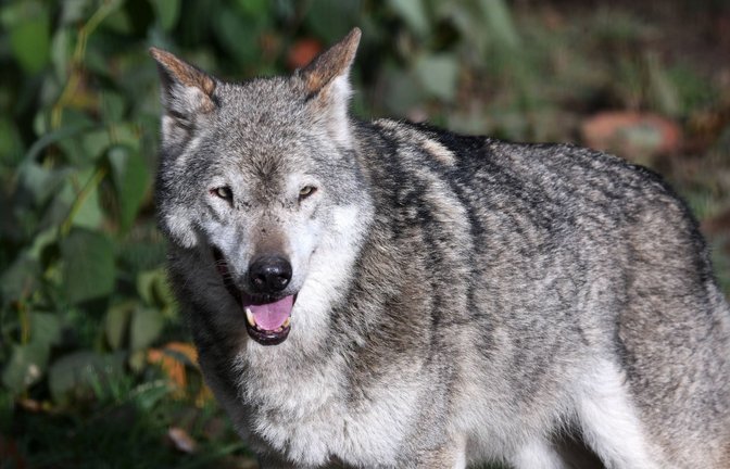 Der Wolf macht Landwirte im Schwarzwald zunehmend nervös. (Symbolbild)<span class='image-autor'>Foto: imago/Ulmer Pressebildagentur</span>