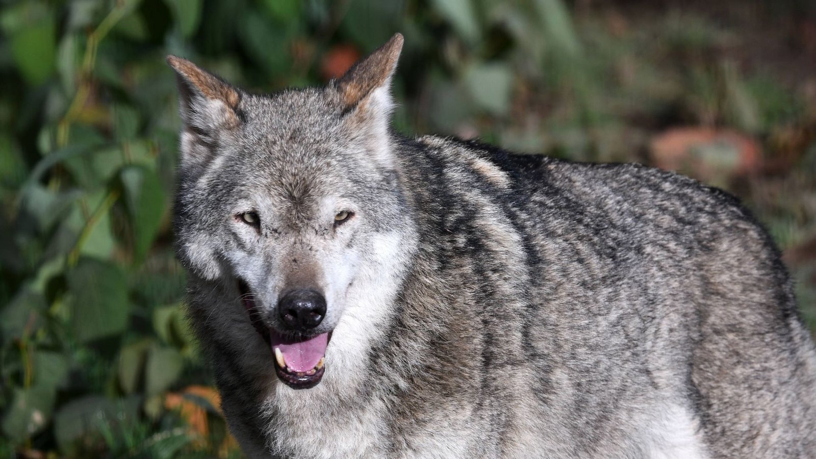 Der Wolf macht Landwirte im Schwarzwald zunehmend nervös. (Symbolbild)Foto: imago/Ulmer Pressebildagentur Der Wolf macht Landwirte im Schwarzwald zunehmend nervös. (Symbolbild)Foto: imago/Ulmer Pressebildagentur
