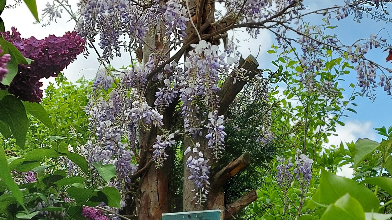 Dieses eindrucksvolle Naturparadies hat Ursula Stuber aus Ensingen im Garten ihres Bruders in Gündelbach mit der Kamera eingefangen.