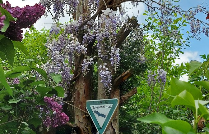 Dieses eindrucksvolle Naturparadies hat Ursula Stuber aus Ensingen im Garten ihres Bruders in Gündelbach mit der Kamera eingefangen.