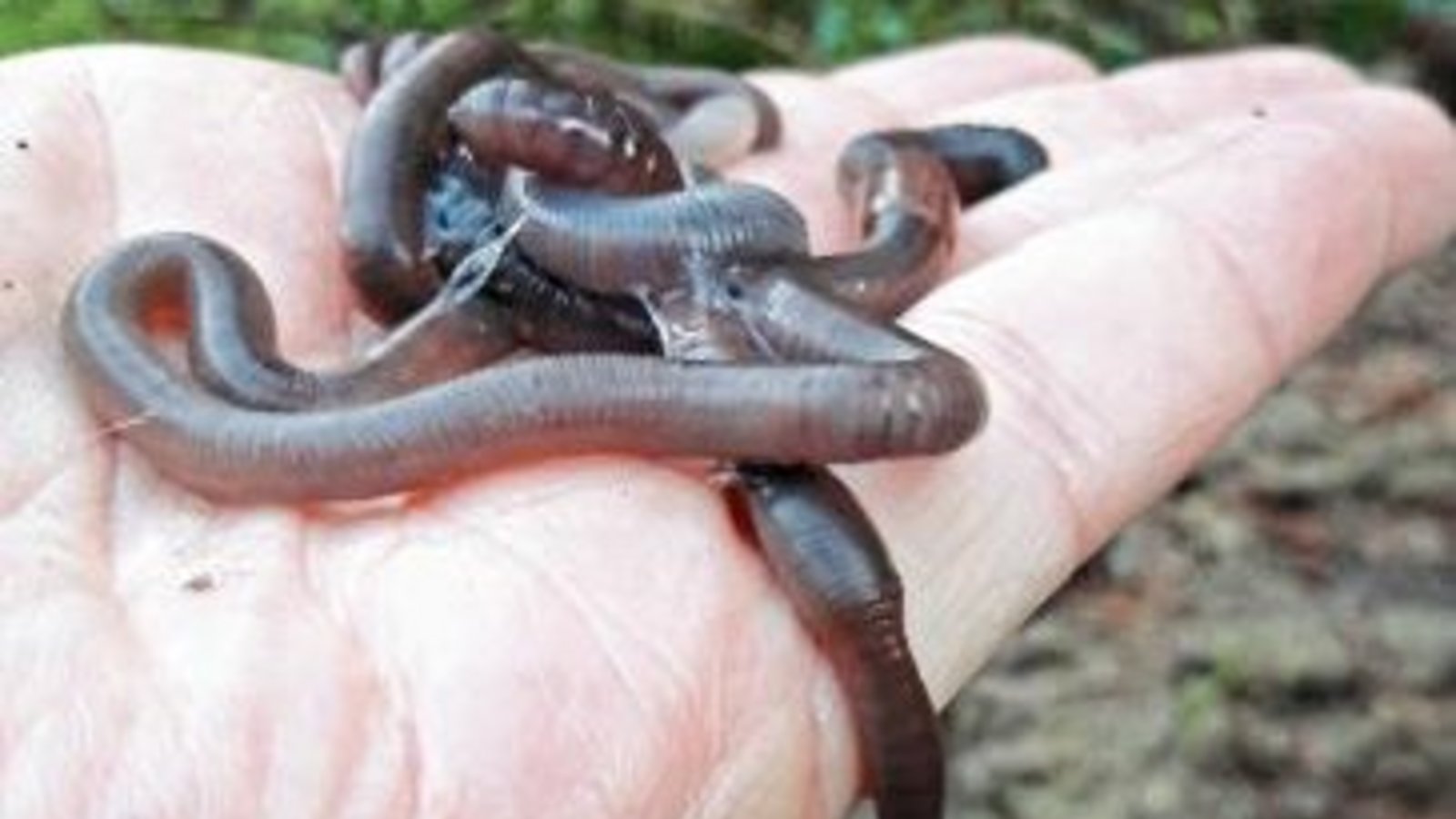 Regenwurmrettung vom Asphalt in den Wald.