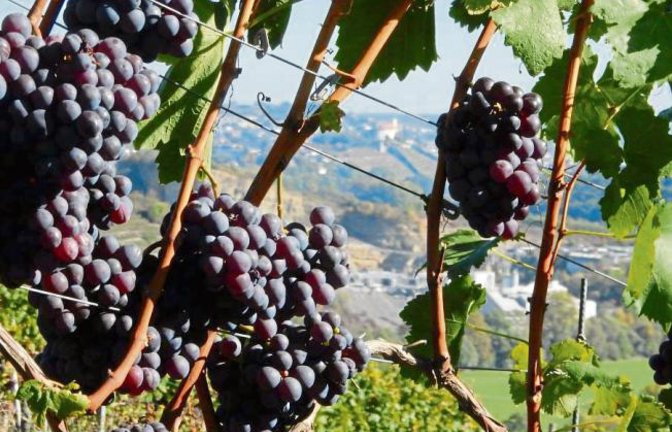 Roßwager Traubenblicke. In der Ferne grüßt der Vaihinger Kaltenstein.  Foto: Arning