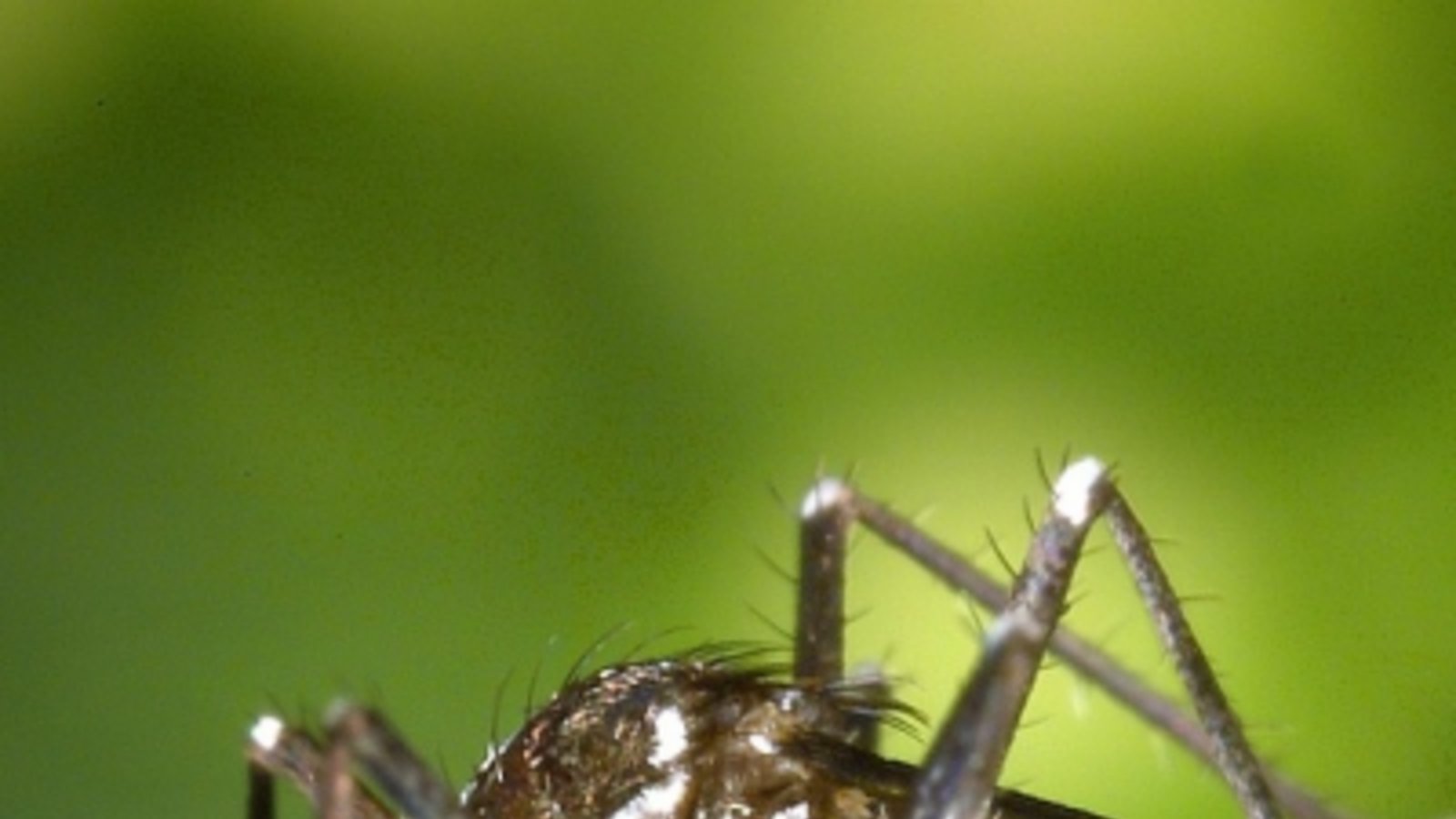 Asiatische Tigermücke. Foto: WikiImages/pixabay.com Asiatische Tigermücke. Foto: WikiImages/pixabay.com