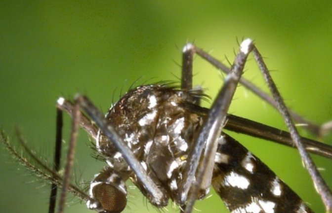 Asiatische Tigermücke.  Foto: WikiImages/pixabay.com