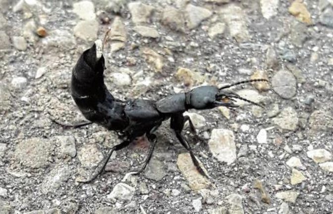 Das „Monster“ vom Klosterberg in Aktion. Wir ließen ihn ziehen – und er uns.  Foto: Rücker
