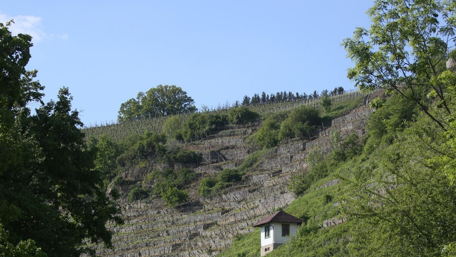 Arbeitsintensiv: terrassierte Steillagen, hier in Roßwag.  Archivfoto: VKZ/Küppers