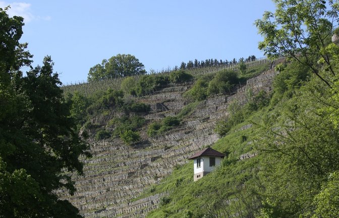 Arbeitsintensiv: terrassierte Steillagen, hier in Roßwag.  Archivfoto: VKZ/Küppers