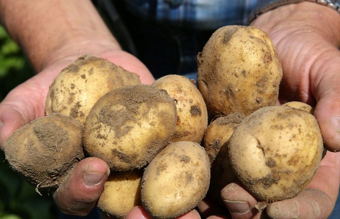 In Baden-Württemberg wird auf weniger Fläche Kartoffelanbau betrieben (Symbolfoto).<span class='image-autor'>Foto: dpa-tmn/Bernd Wüstneck</span>