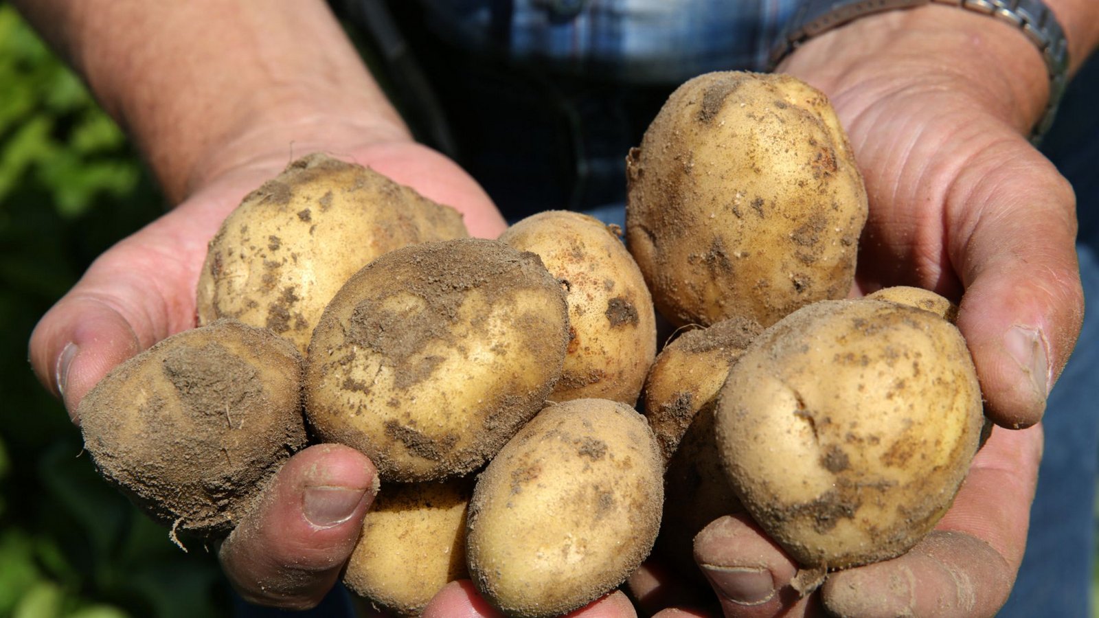 In Baden-Württemberg wird auf weniger Fläche Kartoffelanbau betrieben (Symbolfoto).Foto: dpa-tmn/Bernd Wüstneck In Baden-Württemberg wird auf weniger Fläche Kartoffelanbau betrieben (Symbolfoto).Foto: dpa-tmn/Bernd Wüstneck