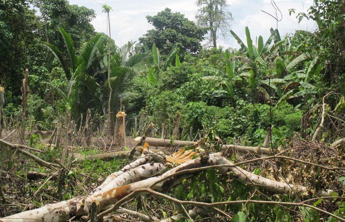 Der Zyklon "Maila" hat Teile von Papua-Neuguinea mit voller Wucht getroffen. (Symbolbild)<span class='image-autor'>Foto: Christiane Oelrich/dpa</span>