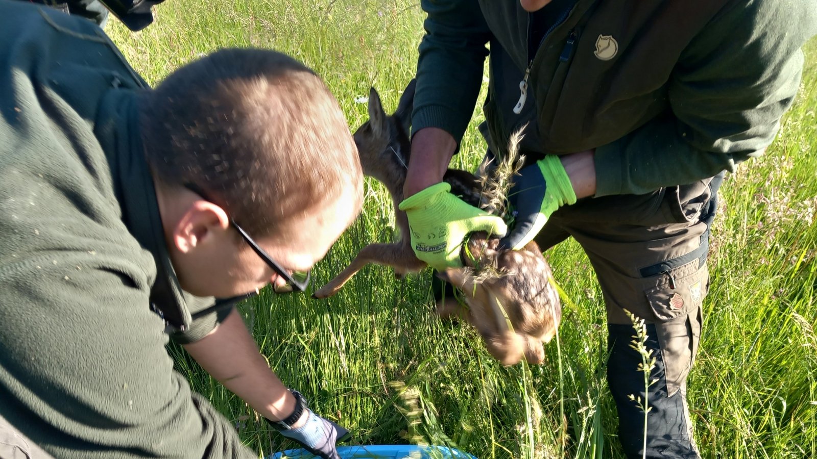Im Korb wird das Kitz gesichert und nach der Mahd wieder an dieselbe Stelle gebracht. Fotos: mig Im Korb wird das Kitz gesichert und nach der Mahd wieder an dieselbe Stelle gebracht. Fotos: mig