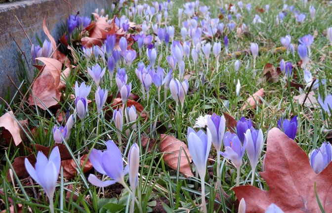 Der Frühling naht. Krokusse auf dem Vaihinger Friedhof.  <span class='image-autor'>Foto: Arning</span>