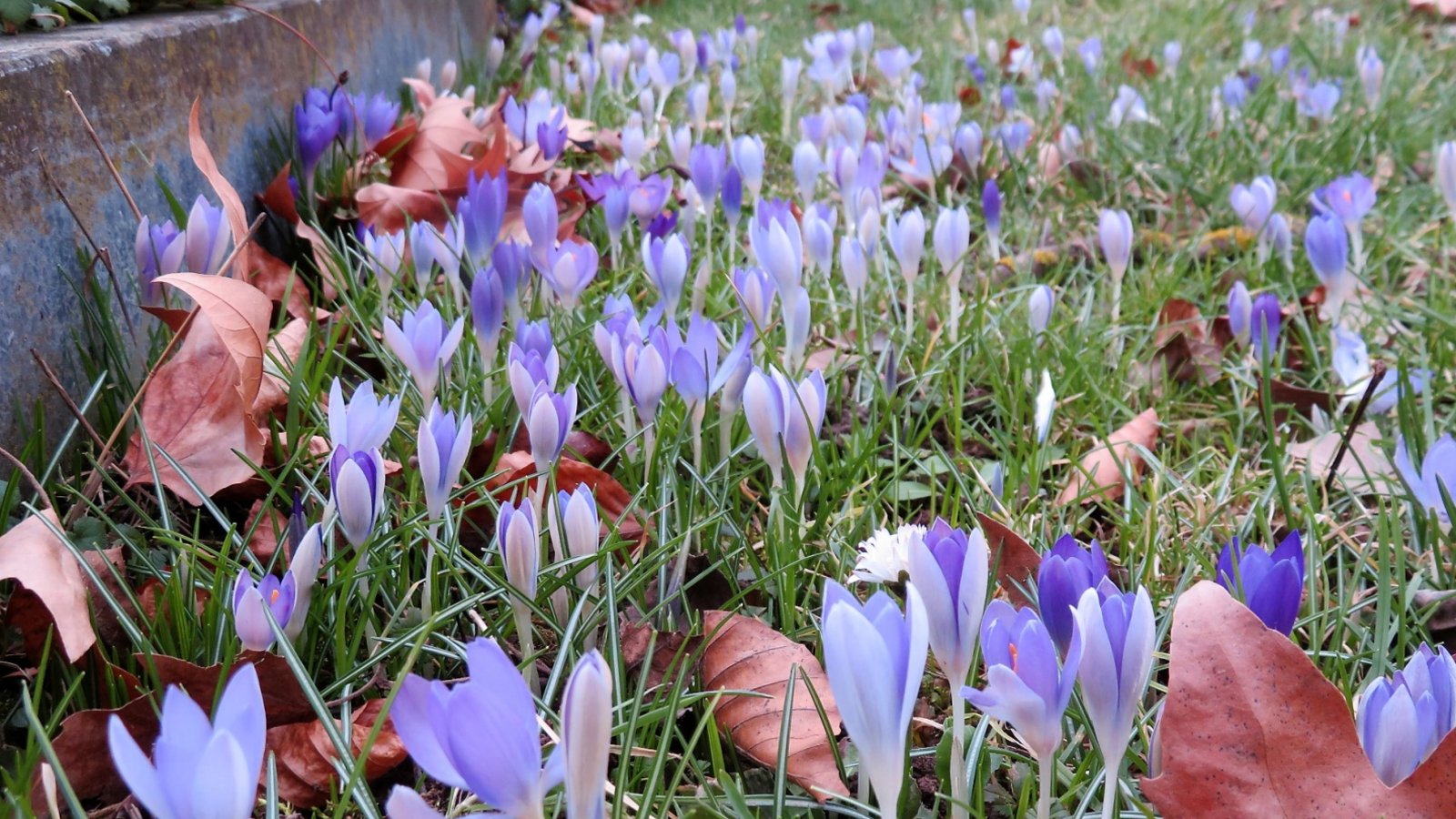 Der Frühling naht. Krokusse auf dem Vaihinger Friedhof.  Foto: Arning