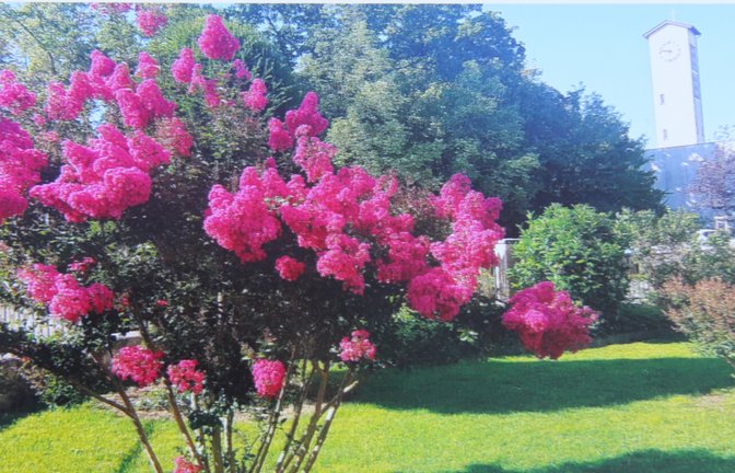 Über diesen farbenprächtigen Gruß in seinem Garten freut sich nicht nur Gerald Kiesling aus Illingen. Sondern auch, wie er sagt, zahlreiche Bienen, die das aus Amerika stammende Gewächs an den warmen Herbsttagen in großer Zahl umschwärmen. 