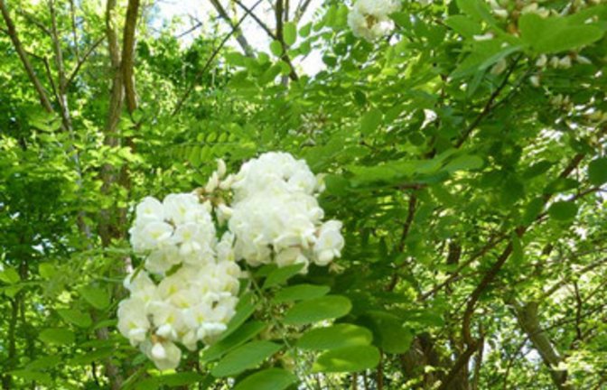 Blickfang Robinie. Foto: Rücker
