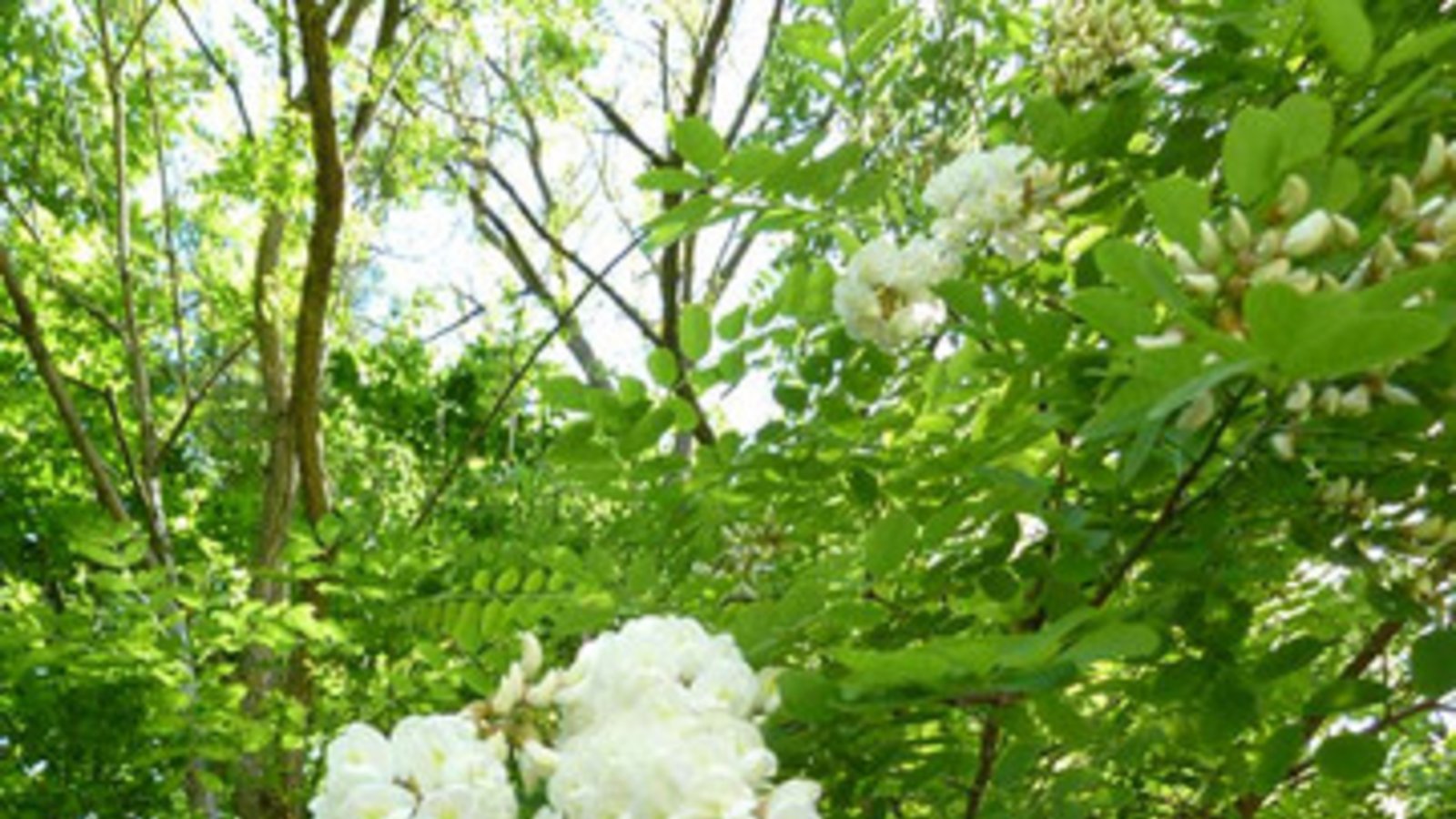 Blickfang Robinie. Foto: Rücker Blickfang Robinie. Foto: Rücker