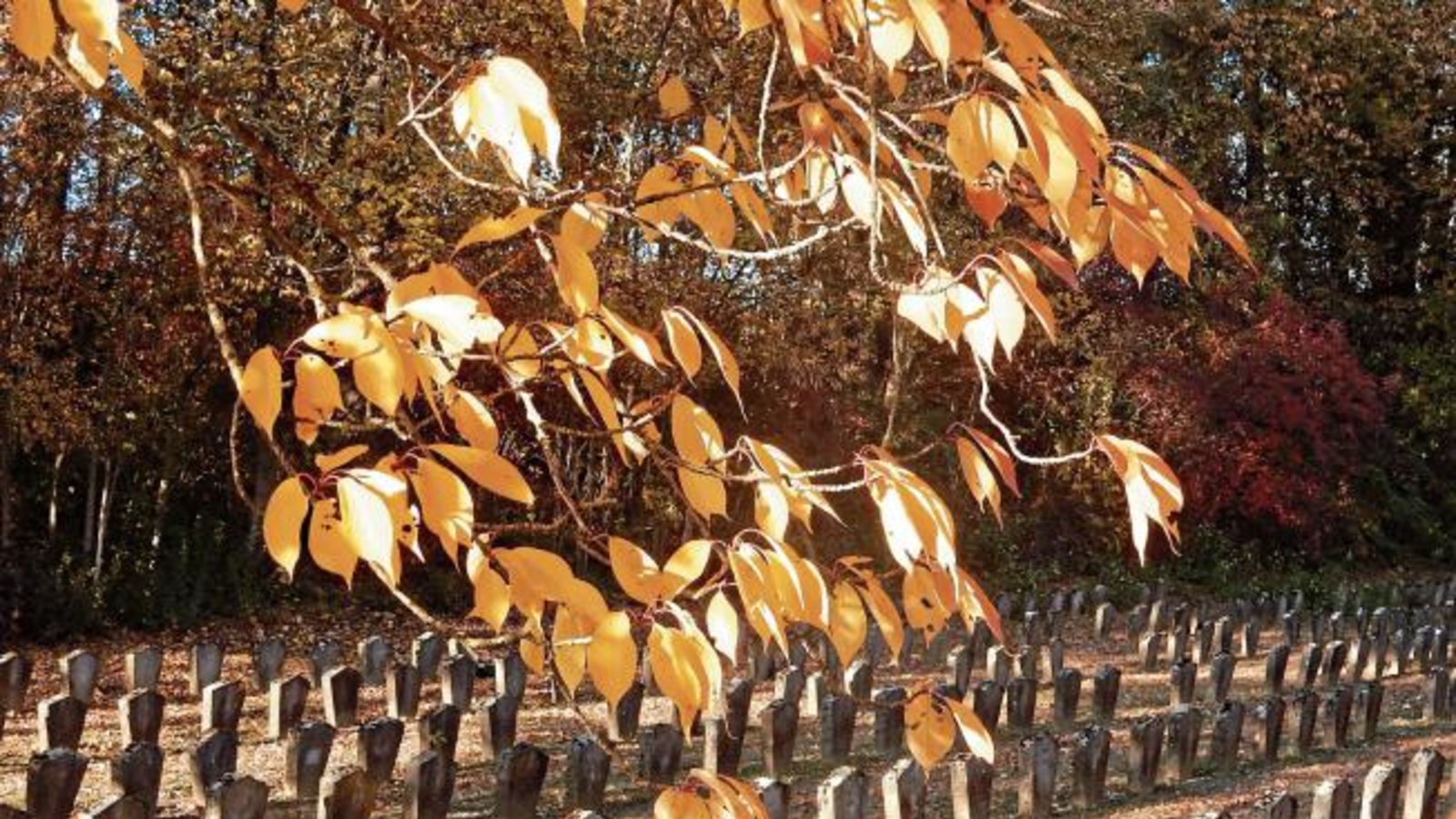 Gräber als Mahnung zum Frieden. KZ-Friedhof in Vaihingen.  Foto: Arning