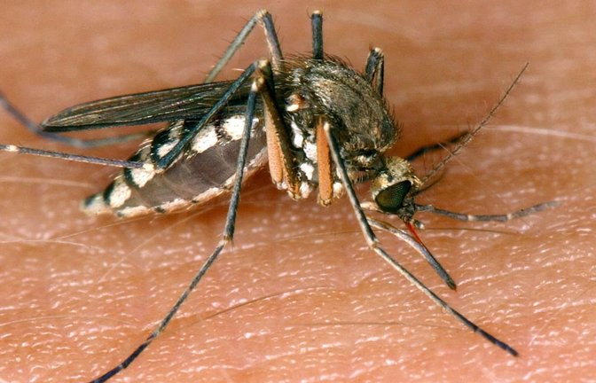 In Stuttgart und Karlsruhe wurden zwei lokal erworbene Infektionen mit dem West-Nil-Virus gemeldet. (Symbolbild)<span class='image-autor'>Andreas Lander/dpa-Zentralbild/dpa</span>