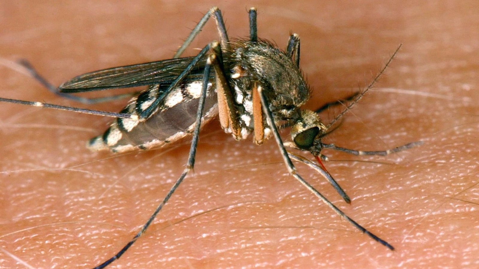 In Stuttgart und Karlsruhe wurden zwei lokal erworbene Infektionen mit dem West-Nil-Virus gemeldet. (Symbolbild)Andreas Lander/dpa-Zentralbild/dpa In Stuttgart und Karlsruhe wurden zwei lokal erworbene Infektionen mit dem West-Nil-Virus gemeldet. (Symbolbild)Andreas Lander/dpa-Zentralbild/dpa