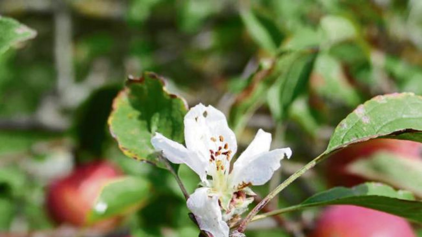 Zum Herbstanfang eine Roßwager Apfelblüte im September. Foto: S. Mannhardt