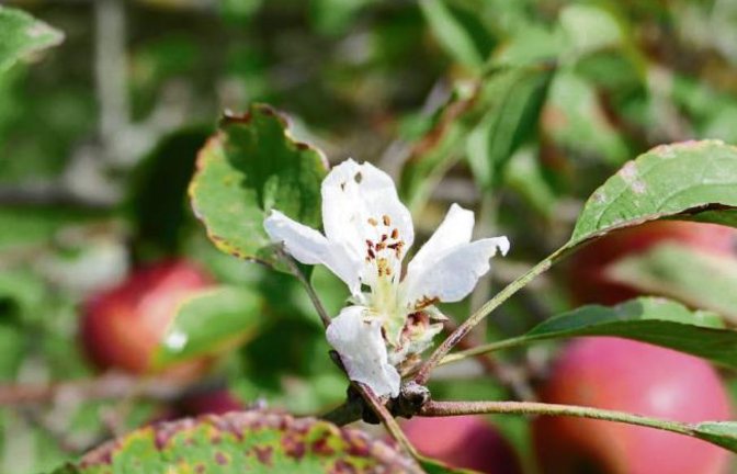 Zum Herbstanfang eine Roßwager Apfelblüte im September. Foto: S. Mannhardt