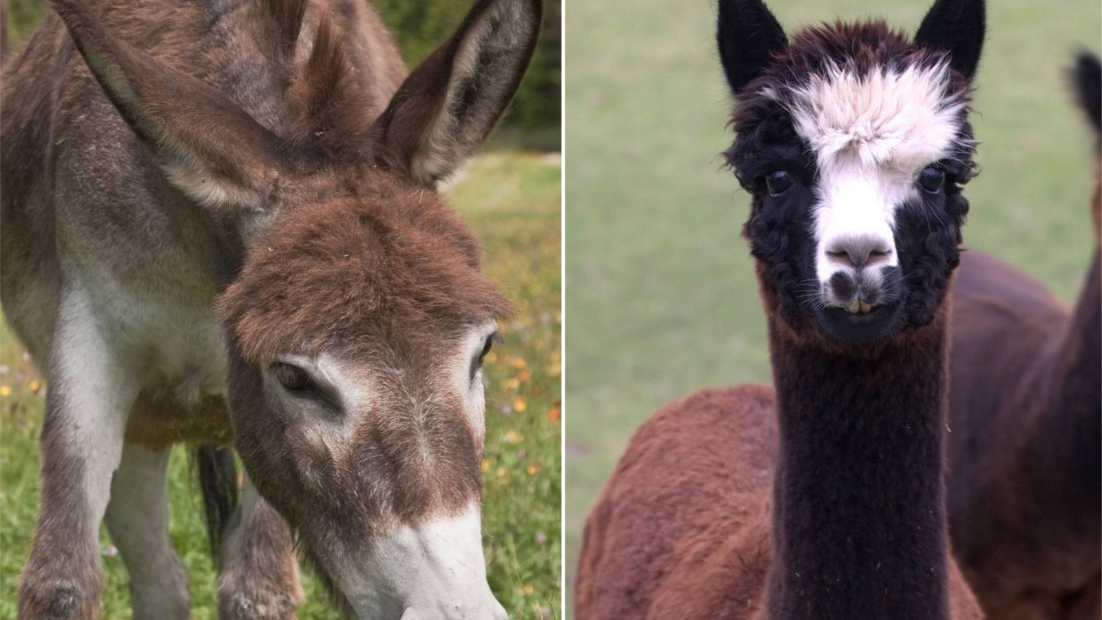 Können Esel und Lamas den Wolf abhalten, Rinder anzugreifen? Theoretisch ja, aber in den Überlegungen des Landes Baden-Württemberg spielt das momentan keine Rolle.Foto: imago/stock&people/Yay Images Können Esel und Lamas den Wolf abhalten, Rinder anzugreifen? Theoretisch ja, aber in den Überlegungen des Landes Baden-Württemberg spielt das momentan keine Rolle.Foto: imago/stock&people/Yay Images
