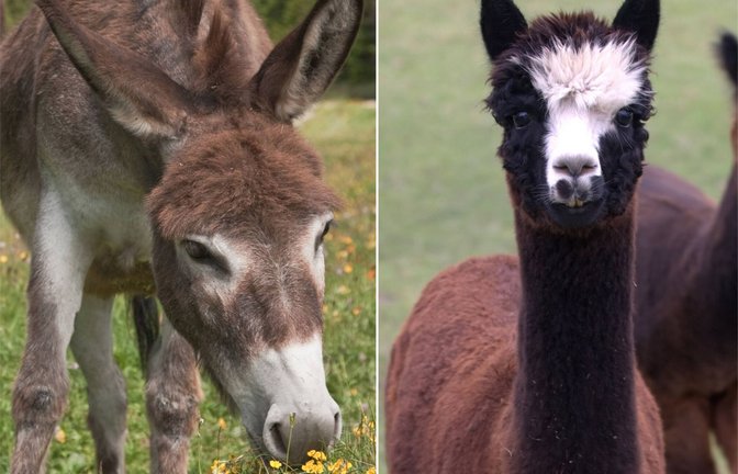 Können Esel und Lamas den Wolf abhalten, Rinder anzugreifen? Theoretisch ja, aber in den Überlegungen des Landes Baden-Württemberg  spielt das momentan keine Rolle.<span class='image-autor'>Foto: imago/stock&people/Yay Images</span>