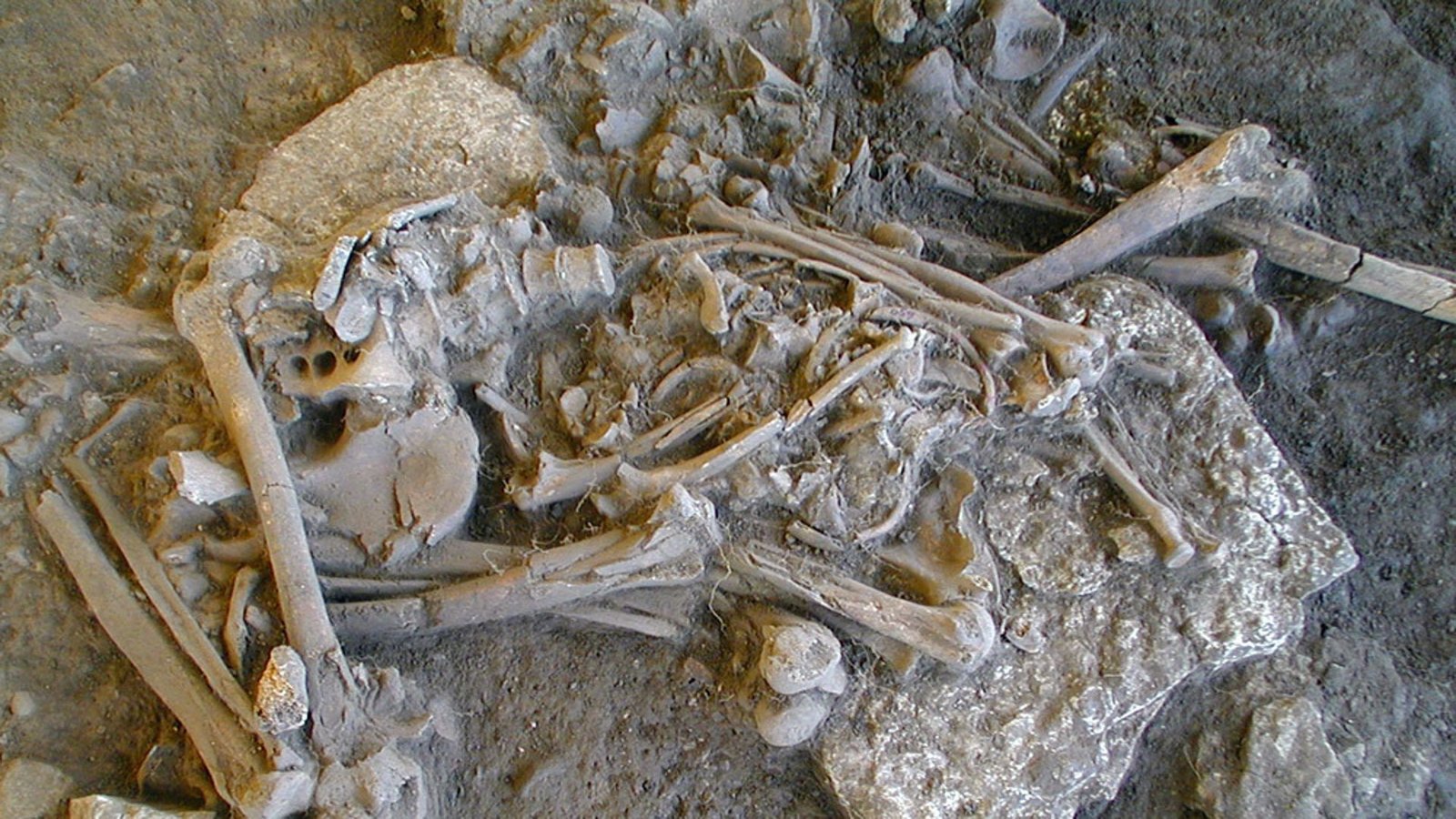Eines der vollständigen Skelette, die im Ganggrab von Frälsegården gefunden wurden. Das Skelett ist das einer 30 bis 40 Jahre alten Frau, die nur im zweiten Grad mit den anderen untersuchten Individuen verwandt war.Foto: © Karl-Göran Sjögren Eines der vollständigen Skelette, die im Ganggrab von Frälsegården gefunden wurden. Das Skelett ist das einer 30 bis 40 Jahre alten Frau, die nur im zweiten Grad mit den anderen untersuchten Individuen verwandt war.Foto: © Karl-Göran Sjögren