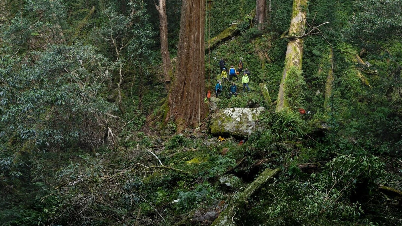 Der 84,1 Meter hohe Baum gilt als höchster bekannter Baum Ostasiens.<span class='image-autor'>Foto: Steven Pearce/Taiwan Forestry Research Institute/Eurekalert/dpa</span>