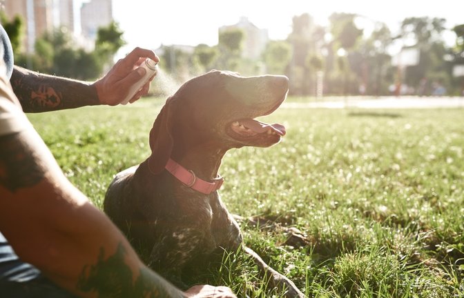 Feuchtigkeit hilft dem Hund beim Abkühlen.<span class='image-autor'>Foto: BAZA Production / shutterstock.com</span>