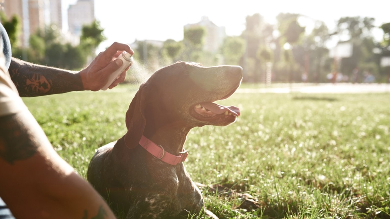 Feuchtigkeit hilft dem Hund beim Abkühlen.Foto: BAZA Production / shutterstock.com