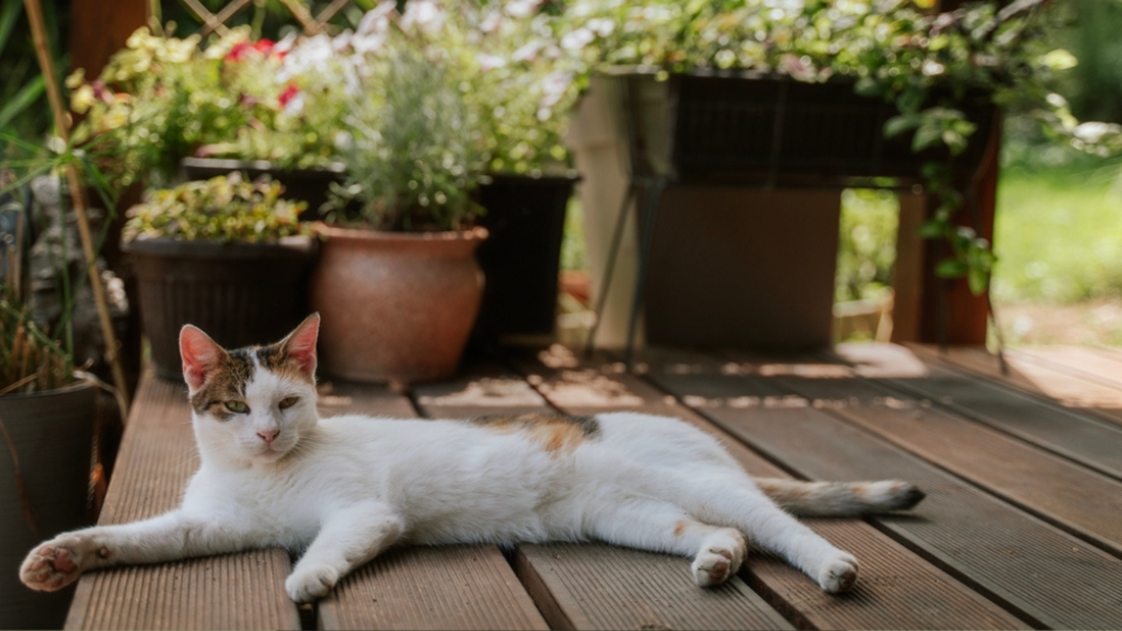 Katzen und Hitze: Wann wird es den Samtpfoten zu heiß?Foto: Olezzo/ Shutterstock