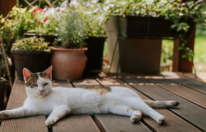 Katzen und Hitze: Wann wird es den Samtpfoten zu heiß?<span class='image-autor'>Foto: Olezzo/ Shutterstock</span>