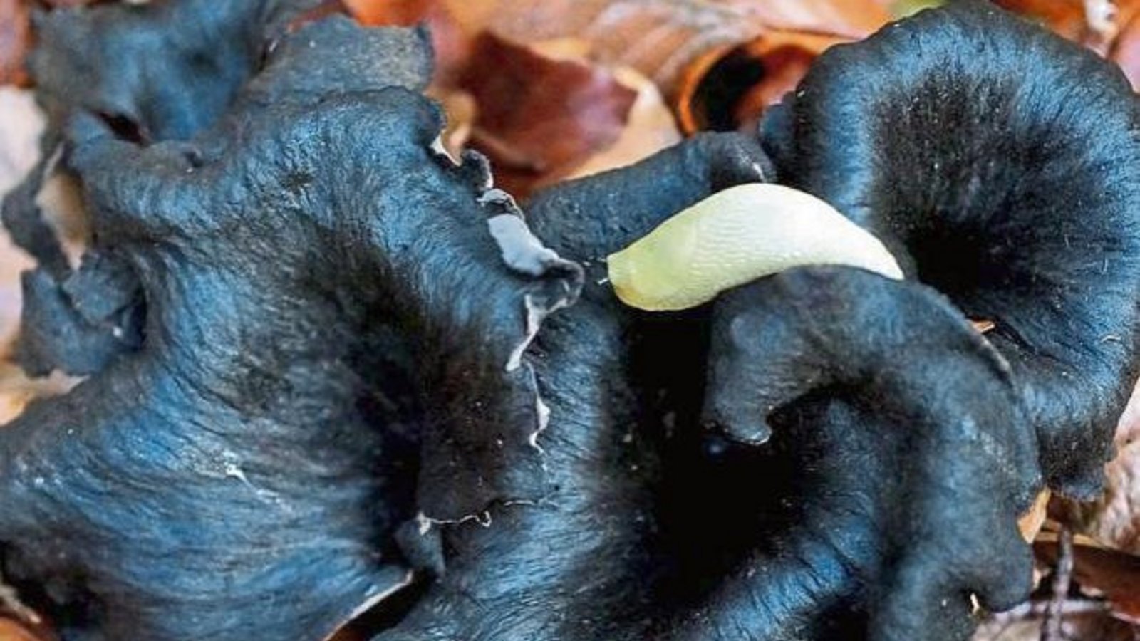 Schwammerlsucher aufgepasst: Totentrompeten aus Gündelbach.  Foto: Thalhäuser