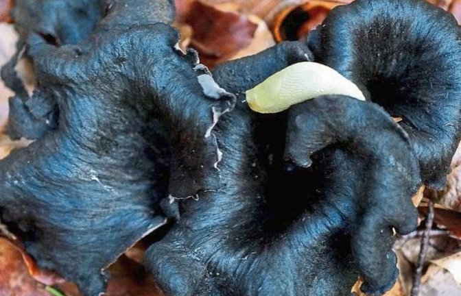 Schwammerlsucher aufgepasst: Totentrompeten aus Gündelbach.  Foto: Thalhäuser