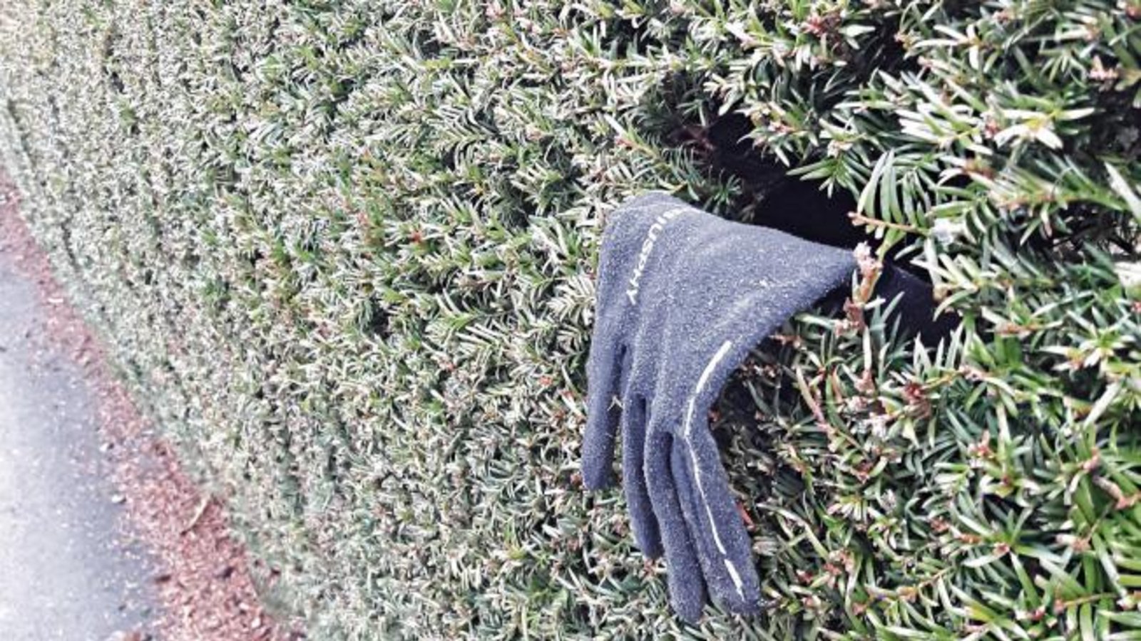 Steckt da etwa jemand in der Hecke fest?  Foto: Rücker