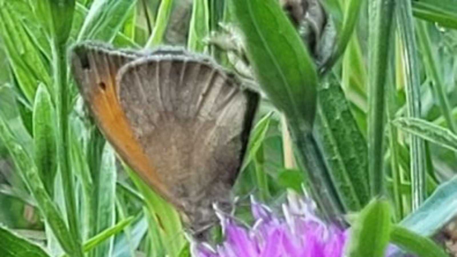 Um Schmetterlinge geht es am Sonntag bei einer Exkursion in Zaberfeld. Foto: p