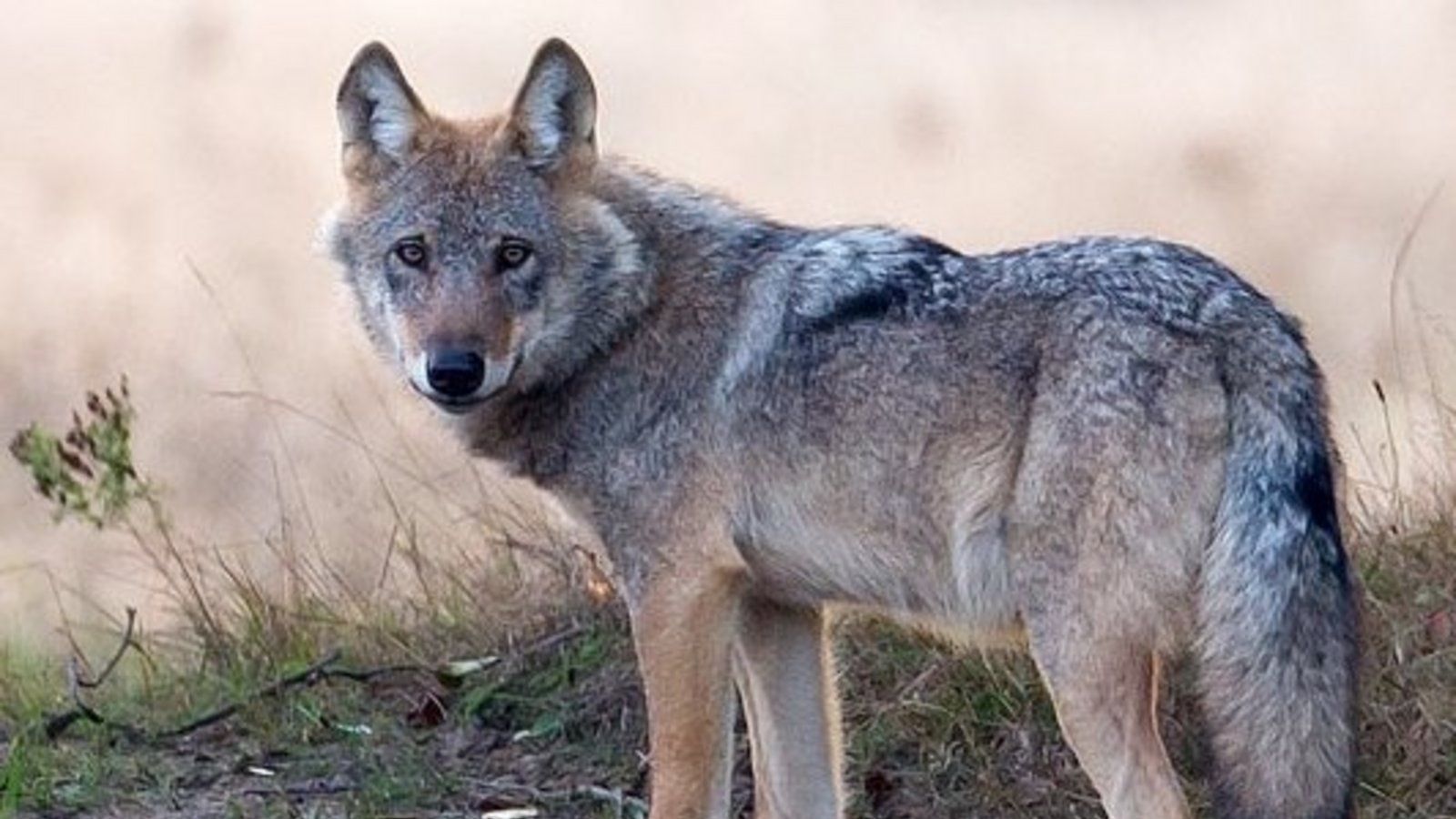 Die Vertreter von Landwirtschaft und Naturschutz sind sich bei der Veranstaltung in Ochsenbach einig: Es ist besser, auf die Rückkehr des Wolfes vorbereitet zu sein. Archivfoto: VKZ Die Vertreter von Landwirtschaft und Naturschutz sind sich bei der Veranstaltung in Ochsenbach einig: Es ist besser, auf die Rückkehr des Wolfes vorbereitet zu sein. Archivfoto: VKZ